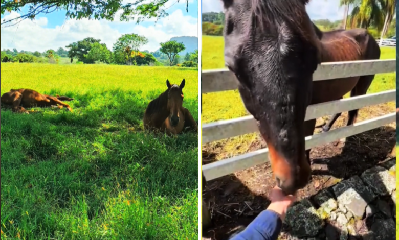 Caballos maltratados en Emiliano Zapata ya no corren riesgo