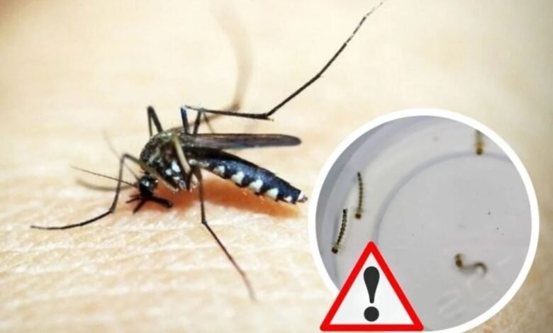 Dengue