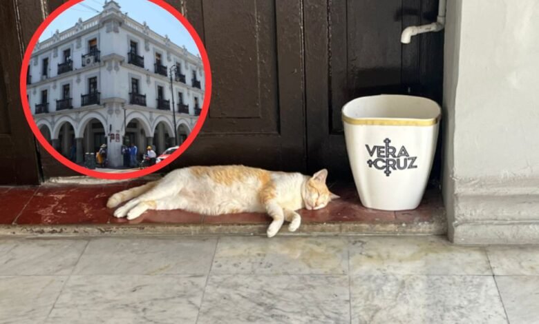 Gato Licenciado Veracruz.