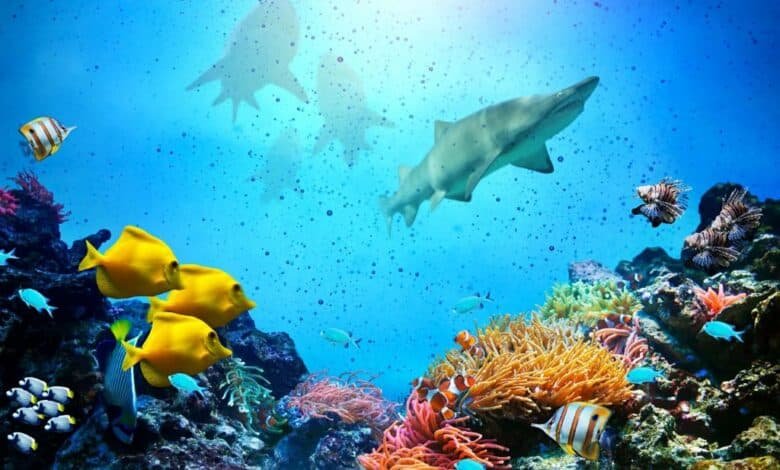 Océano peces.