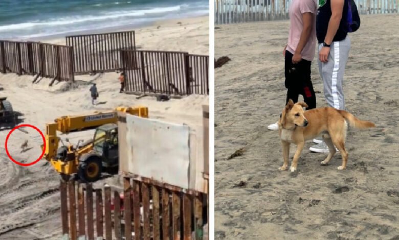 Se acaba sueño americano para perro migrante; lo regresan a Tijuana