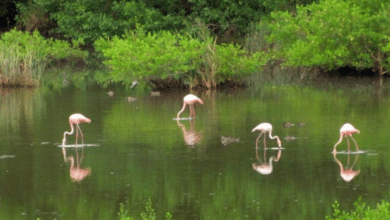 Flamingos visitan la laguna de Mandinga; jarochos quedan enamorados