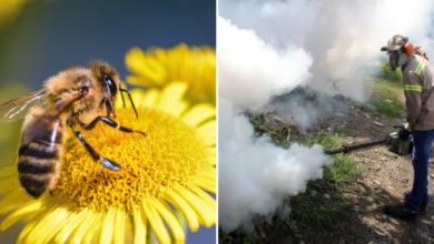 Jamapa reducirá químicos en fumigación para no afectar a las abejas