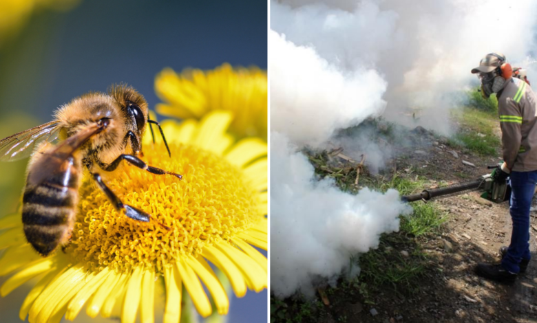 Jamapa reducirá químicos en fumigación para no afectar a las abejas