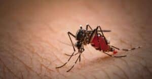 Mosquito.