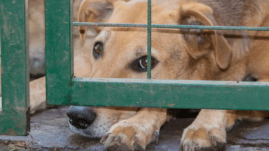 Piden justicia para Chocolate, el perrito atacado por un sujeto en Veracruz