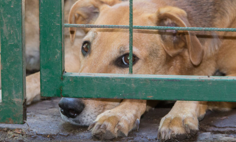 Piden justicia para Chocolate, el perrito atacado por un sujeto en Veracruz