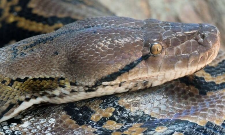 Serpiente gigante.