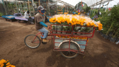 Siembra de flor de cempasúchil incrementará a 2 mil 448 hectáreas en 2023