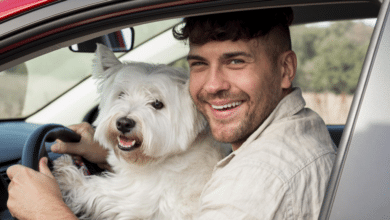 ¿Es posible recibir una multa de Tránsito en Veracruz por llevar a tu mascota mientras manejas