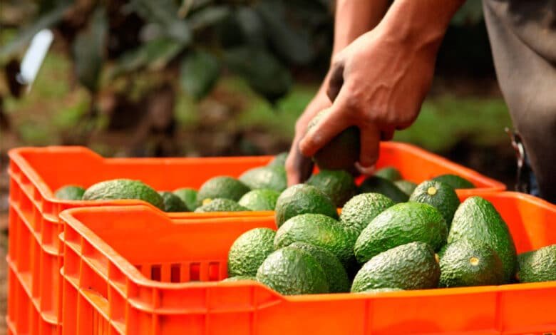 Aguacate