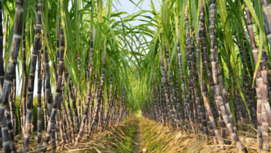 Disminuye producción de caña de azúcar en Veracruz