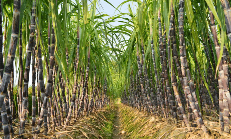Disminuye producción de caña de azúcar en Veracruz