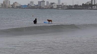 Veracruz perro.