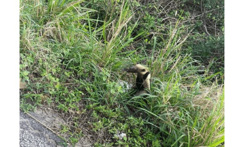 Rescatan en Alvarado a oso hormiguero que fue atacado por perros. Imagen de Ejemplo.