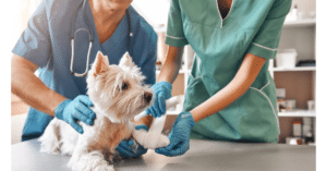 Veterinarias públicas serán una realidad en todo México