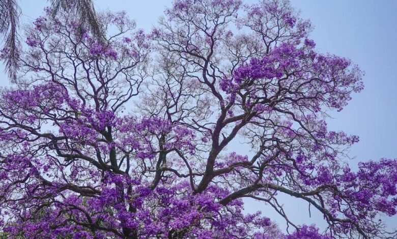 Florecimiento temprano de jacarandas en CDMX revela impacto de la Crisis Ambiental