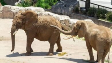 Ely y Gipsy se acoplan exitosamente al zoológico San Juan de Aragón