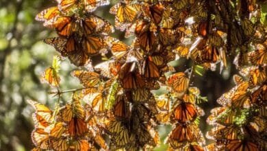 Anuncia Michoacán Festival de la Mariposa Monarca 2024