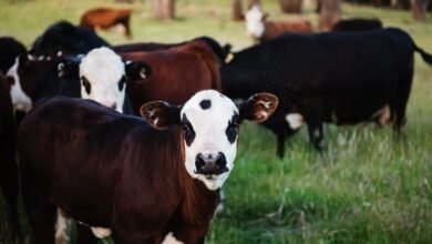 Bacteria proveniente de Veracruz causa la muerte de 15 cabezas de ganado