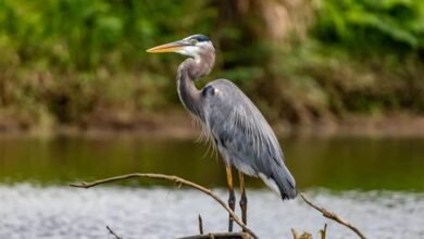 Celebran el Día Mundial de los Humedales rescatando la laguna Caballerizas