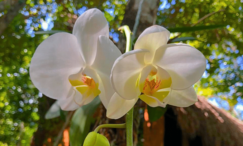 Ya viene el XV Festival de las Orquídeas en Coatepec