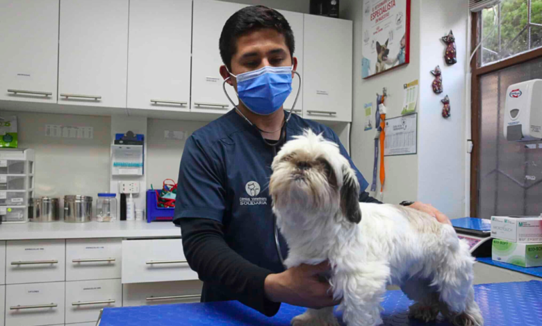 Que no se te pase la campaña de vacunación y esterilización de tu mascota en Veracruz