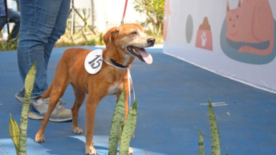 Todo un éxito la Expo Adopta 2024 en Veracruz