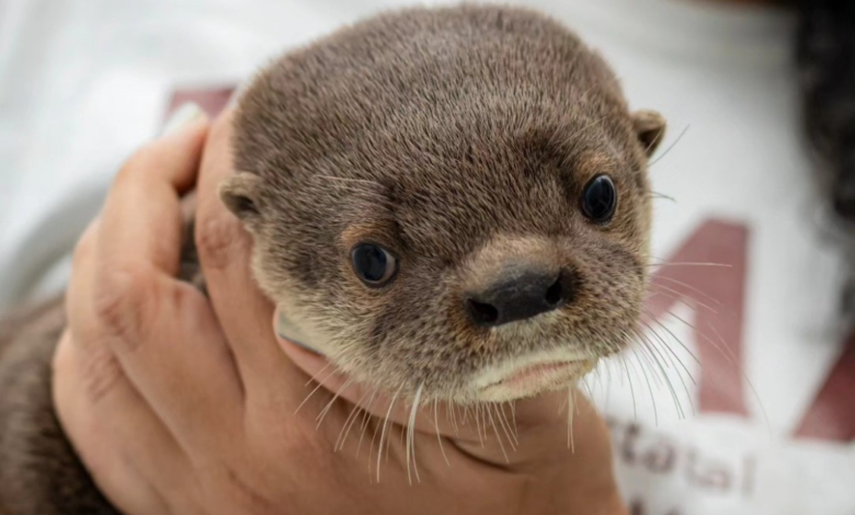 Aquarium de Veracruz casi listo para reinauguración, ya tiene nuevos huéspedes