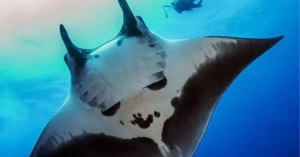 Video: Mantarraya gigante sorprende a veracruzanos en Alvarado