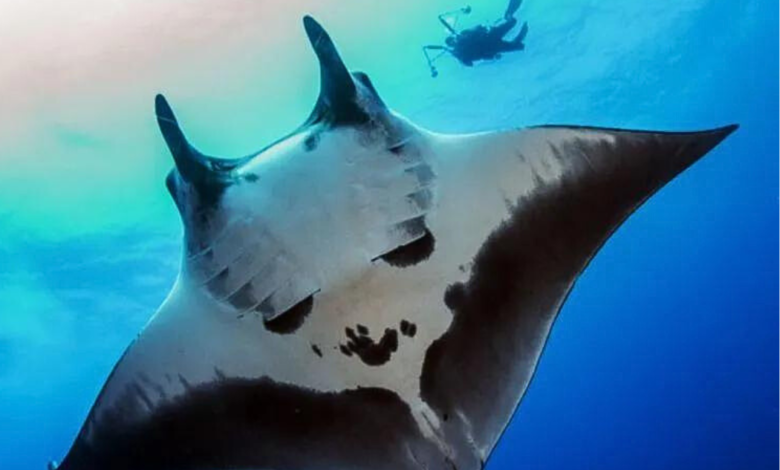 Video: Mantarraya gigante sorprende a veracruzanos en Alvarado