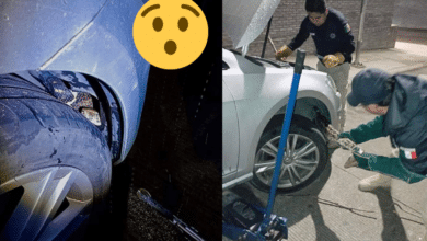 Una enorme boa fue encontrada en la salpicadera de un auto en Xalapa