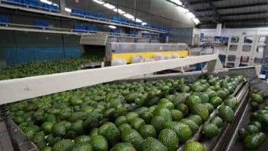 EU pide mecanismo laboral T-MEC contra productora de guacamole