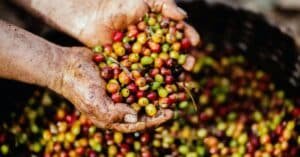 El café de Veracruz, ¿dónde disfrutar de un buen café veracruzano?