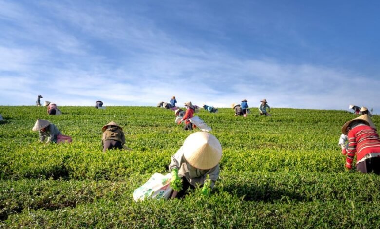 Gobierno de Veracruz refuerza apoyo a productores agrícolas