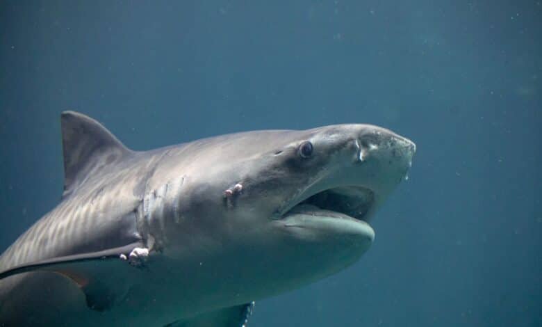 Los martes son de entrada gratis al Aquarium del Puerto de Veracruz