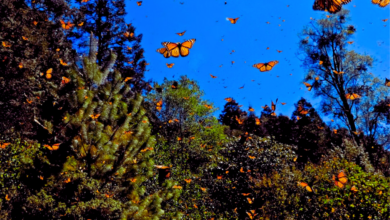 Mariposa monarca una disminución preocupante en su hábitat invernal