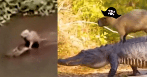 VIDEO La inusual amistad entre un cocodrilo y un capibara sorprende en redes sociales