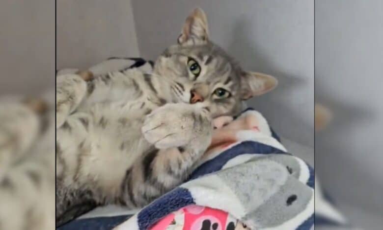 La historia de Hércules, gatito baleado que será adoptado