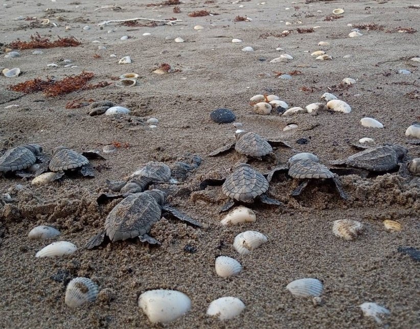 Playa Villamar opción perfecta para el próximo puente en Veracruz