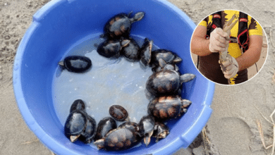 Rescatan a 30 tortuguitas y una cría de lagarto que estaban atoradas en lirio en Coatzacoalcos