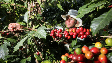 Organizan evento "La Ruta del Café" en Veracruz