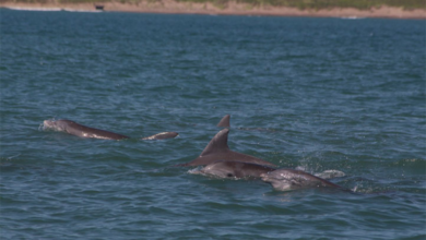 Video: Sorprenden delfines nadando en playa de Roca Partida en Los Tuxtlas