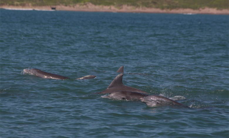 Video: Sorprenden delfines nadando en playa de Roca Partida en Los Tuxtlas