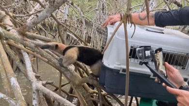 Rescatan un oso hormiguero en la Laguna Mandinga de Alvarado