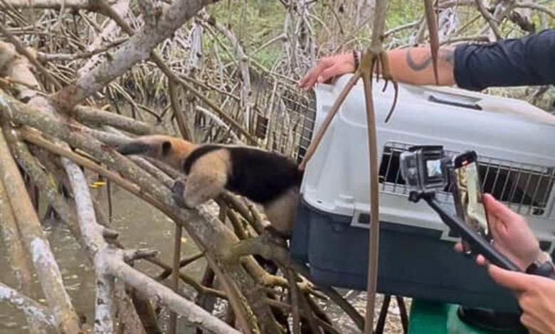 Rescatan un oso hormiguero en la Laguna Mandinga de Alvarado