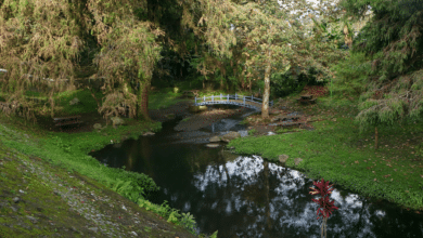 El Cañón del Río Blanco, de las principales áreas protegidas afectadas por incendios en Veracruz