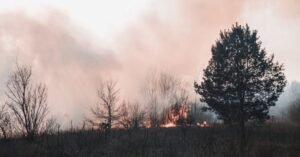 Disminuyen hectáreas afectadas por incendios forestales en Veracruz