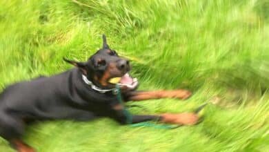 Doberman.