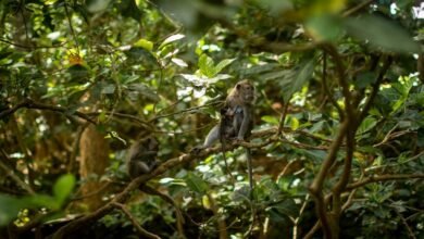 Ecoturismo en México, cinco destinos que no te puedes perder